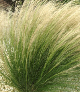 Stipa tenuissima 'Pony Tails'   AKCiA